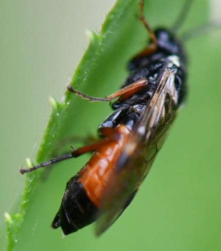 Aglaostigma aucupariae
